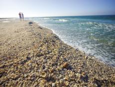 Shelling on Florida Beaches